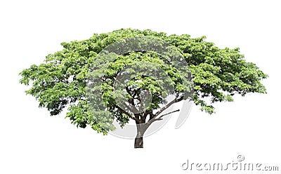 Rain tree (Samanea saman) Stock Photo