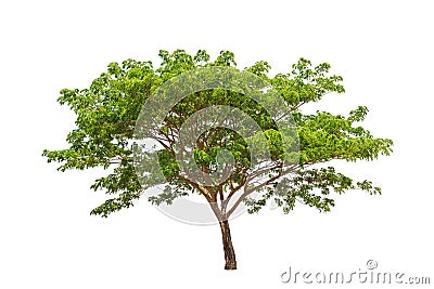 Rain tree (Samanea saman) Stock Photo