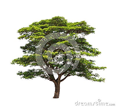 Rain tree (Samanea saman) Stock Photo