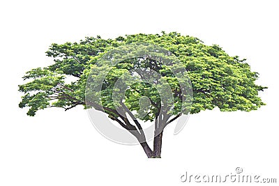 Rain tree (Samanea saman), tropical tree in the northeast of Thailand isolated on white background Stock Photo