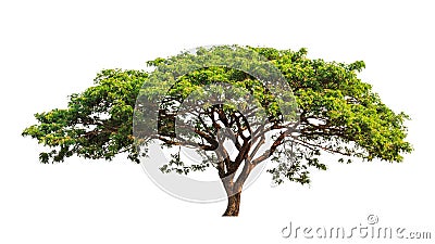 Rain tree (Samanea saman) Stock Photo