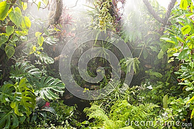 Rain in tropical rainforest Stock Photo