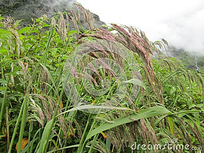 Rain washed Garhwal Reedgrass in Valley of Flowers Stock Photo