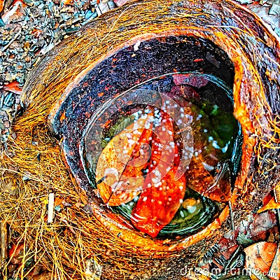 rain water collected in coconut shell fibersï¿¼ Stock Photo