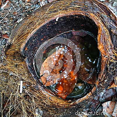 rain water collected in coconut shell fibersï¿¼ Stock Photo