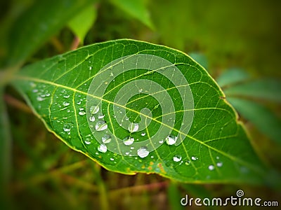 Rain water splash on cassava leaf Stock Photo