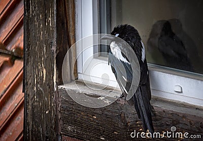 Rain wet magpie sheltered on a window. Stock Photo