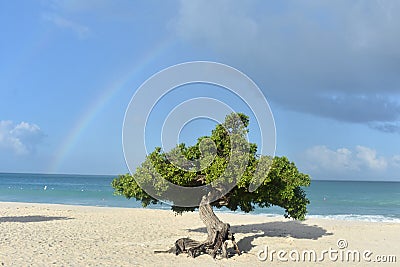 Rainbow Across the Sky Behind a Divi Divi Tree Stock Photo