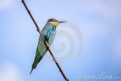a rainbow Bee-eater bird sitting on a branch Stock Photo