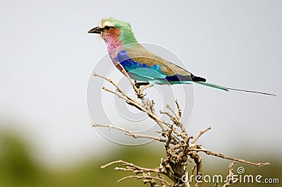 Rainbow Bird Stock Photo