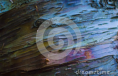 Rainbow Burch Bark Stock Photo