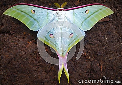 Rainbow Butterfly colour full from the Himalayas of Nepal Stock Photo