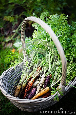 Rainbow carrots Stock Photo