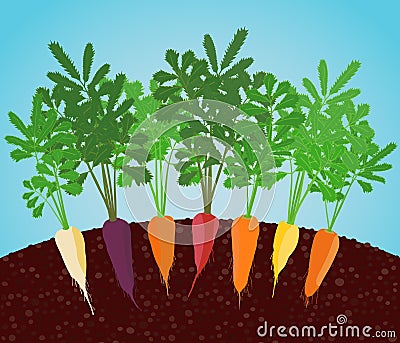 Rainbow Carrots Illustration. Growing vegetables. Vector Illustration