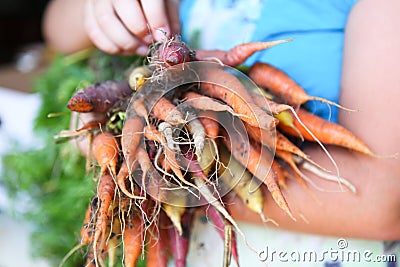 Rainbow Carrots Stock Photo