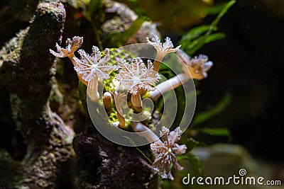 Rainbow clove soft coral colony, healthy and active animal in nano reef marine aquarium shine in LED actinic blue low light Stock Photo