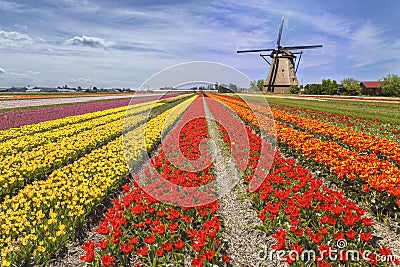 Rainbow color tulip farm Stock Photo