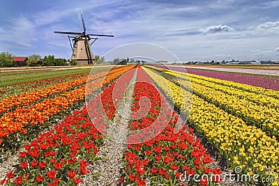 Rainbow color tulip farm Stock Photo