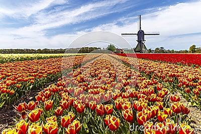 Rainbow color tulip farm Stock Photo