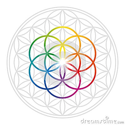 Rainbow colored Seed of Life in gray Flower of Life Vector Illustration