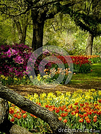 Rainbow colored Tulips and Azaleas in the park Stock Photo