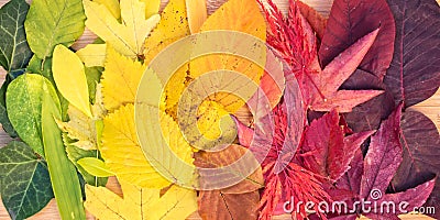 Rainbow of colorful autumnal leaves Stock Photo