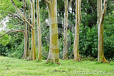 Rainbow Eucalyptus Stock Photo