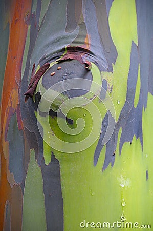 Rainbow Eucalyptus, Colorful Tree Bark Stock Photo