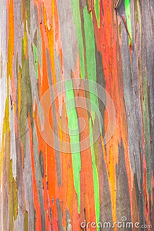 Rainbow Eucalyptus Stock Photo