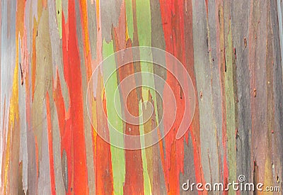 Rainbow Eucalyptus Stock Photo