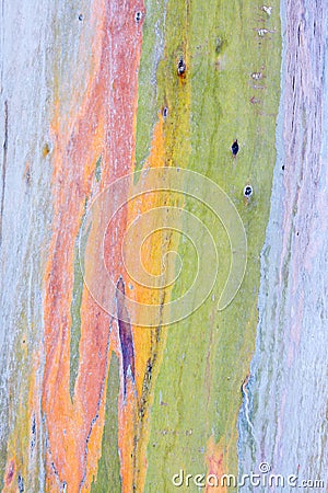 Rainbow eucalyptus tree Stock Photo