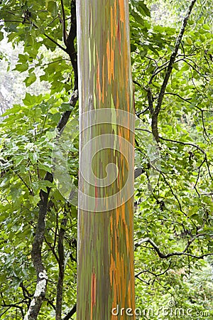 Rainbow Eucalyptus tree. Stock Photo