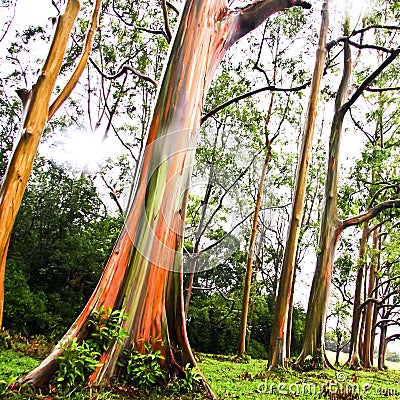 Rainbow Eucalyptus trees Editorial Stock Photo