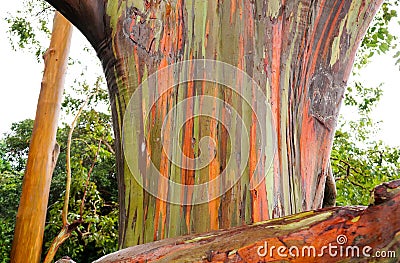 Rainbow Eucalyptus Trees, Maui, Hawaii, USA Stock Photo