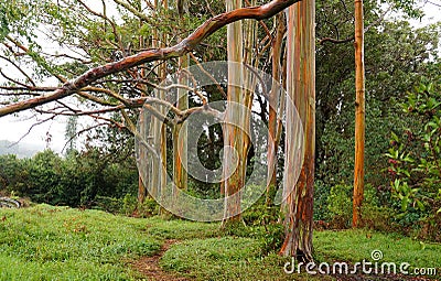 Rainbow Eucalyptus Trees, Maui, Hawaii, USA Stock Photo