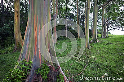 Rainbow Eucalyptus Trees, Maui, Hawaiian Islands Stock Photo