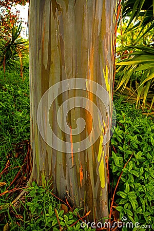 Rainbow Eucalyptus Trees, Maui, Hawaiian Islands Stock Photo