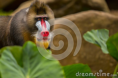 mandrill baboon portrait with amazing colorful face Stock Photo