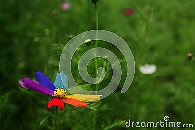 Rainbow Flower Stock Photo