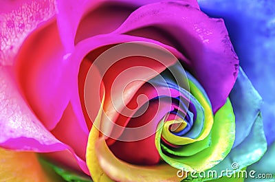 Rainbow Flower Close Up Stock Photo