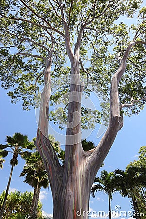 Rainbow Gum tree Stock Photo