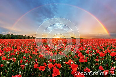 Rainbow Landscape over poppy field Stock Photo