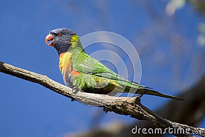 Rainbow Lorikeet Stock Photo