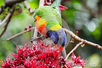 Rainbow Lorikeet bird eating red Schotia brachypetala or weeping boer-bean on the tree at Sydney Botanic garden. Stock Photo