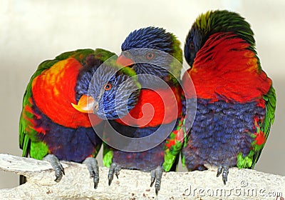 Rainbow lorikeet birds cleaning the feathers on each other Stock Photo