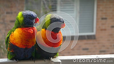 rainbow lorikeet birds sitting together outdoors on balcony Stock Photo