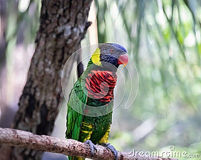 Rainbow Lorikeet Blue Head Parrot Stock Photo