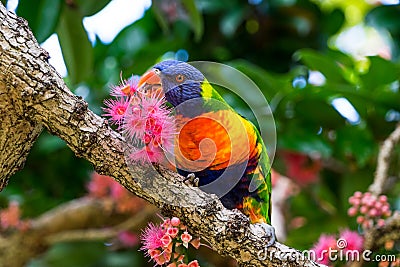 Rainbow Lorikeet Eating Nectar Stock Photo