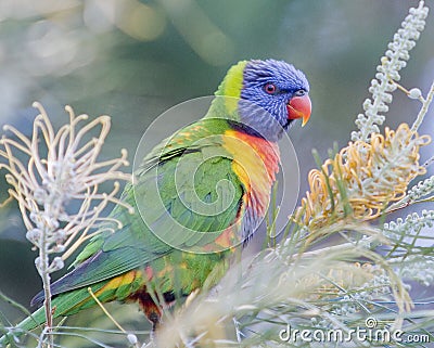 Rainbow Lorikeet - Gold Coast Australia Stock Photo