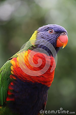 Rainbow lorikeet Stock Photo